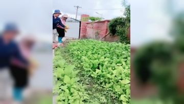 ✿户外搭讪✿牛人大哥乡下猎艳勾搭菜地里打药的大婶软磨硬泡迷煳中就被500块套路肏穴缠绵肉体席地而战第01集